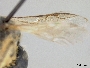 Lasioglossum alinense image