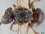Lasioglossum bowkeri image