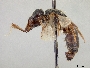 Lasioglossum bowkeri image