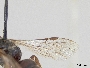 Lasioglossum harveyi image