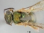 Lasioglossum taclobanense image