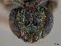 Lasioglossum cyanescens image