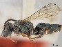 Lasioglossum cyanescens image