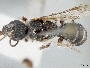 Lasioglossum farquhari image