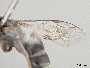 Lasioglossum farquhari image