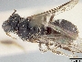 Lasioglossum geigeriae image