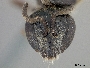 Lasioglossum lionotulus image