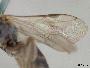 Lasioglossum lionotulus image