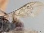 Lasioglossum moffati image