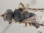 Lasioglossum xystonotus image