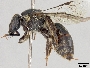 Lasioglossum xystonotus image