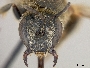Lasioglossum rhodaspis image