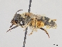 Lasioglossum rhodaspis image