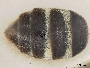 Lasioglossum mediopolitum image