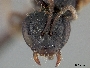 Lasioglossum brachycephalum image