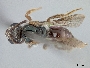 Lasioglossum deceptor image