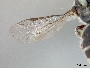 Lasioglossum convexum image