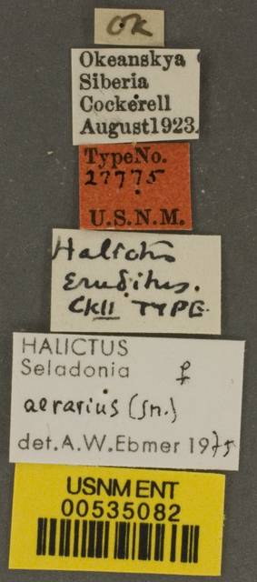 Halictus aerarius image