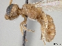 Lasioglossum gemmatum image