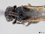 Hylaeus nigrocuneatus image