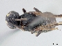 Hylaeus nigrocuneatus image