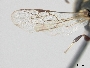 Hylaeus tsingtauensis image