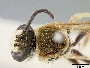 Image of Lipotriches burmica