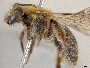 Andrena angelesia image