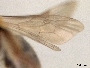 Andrena angelesia image