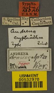 Andrena cryptanthae image