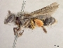 Andrena cryptanthae image