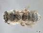 Andrena plumiscopa image