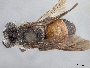 Andrena flaminea image