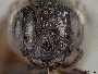 Andrena flaminea image