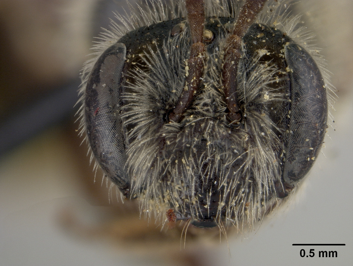 Andrena phaceliae image