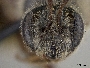 Andrena phaceliae image
