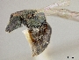 Lasioglossum sublatens image