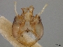 Image of Alloscirtetica diplaspis