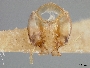 Image of Alloscirtetica escomeli