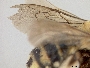 Florilegus purpurascens image