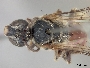 Lasioglossum semirussatum image