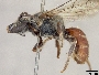 Lasioglossum semirussatum image