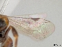 Lasioglossum brisbanense image