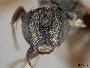 Lasioglossum crocoturus image