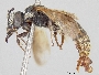 Lasioglossum crocoturus image