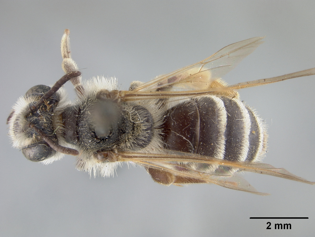 Andrena scurra image