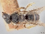 Lasioglossum philipi image