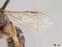 Lasioglossum philipi image