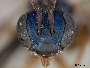 Lasioglossum stevensoni image