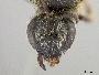 Lasioglossum diversiforme image